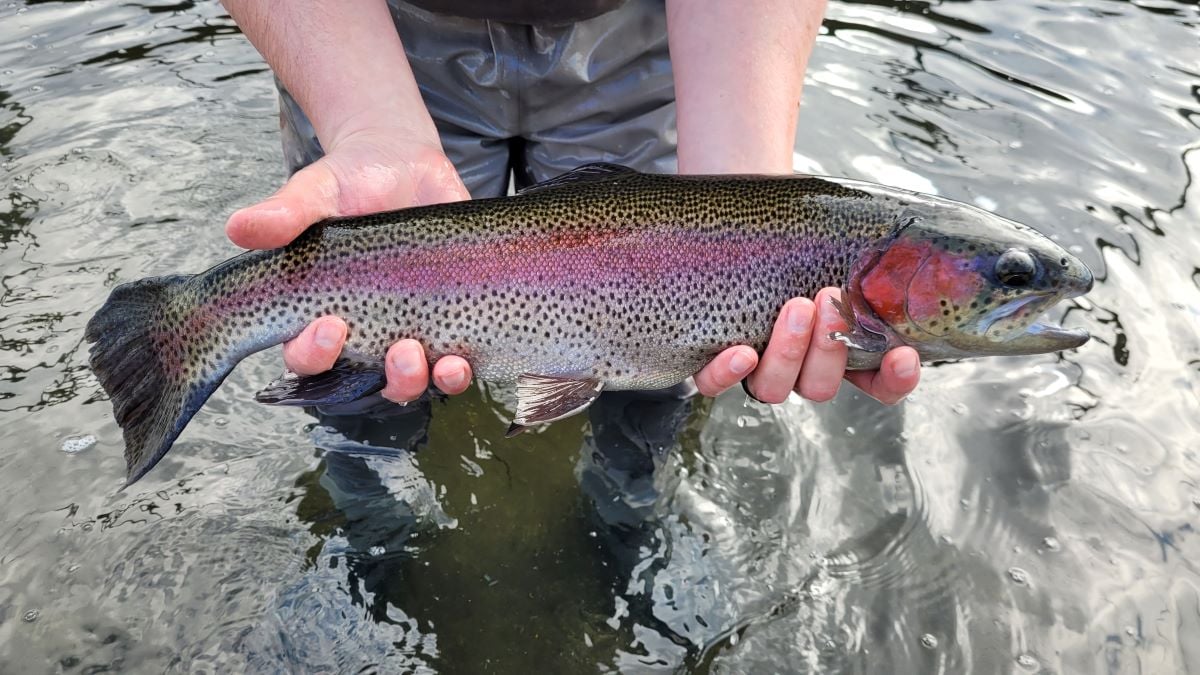 2024 Trout Stocking Schedule Now Available